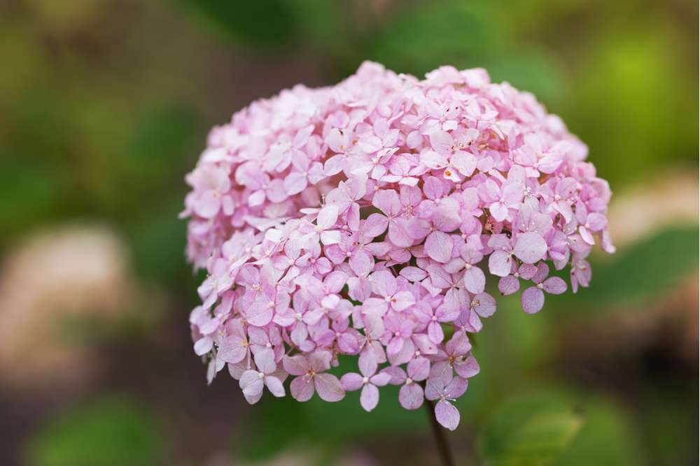 Hortensia 'Candybelle Bubblegum'